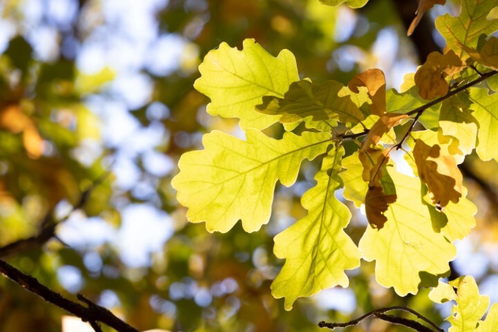 Quercus petraea, Vintereg (barrods)