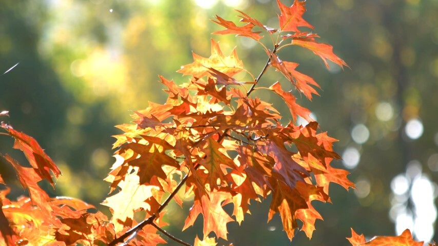 Quercus rubra, Rødeg (barrods)