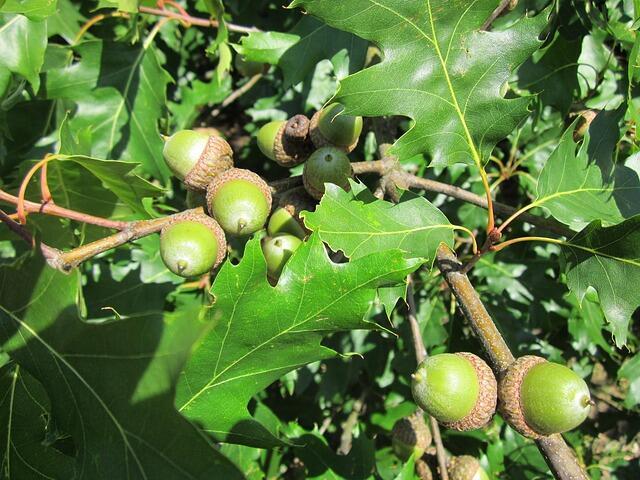 Quercus rubra, Rødeg (barrods)