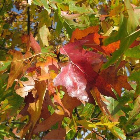 Quercus rubra, Rødeg (barrods)