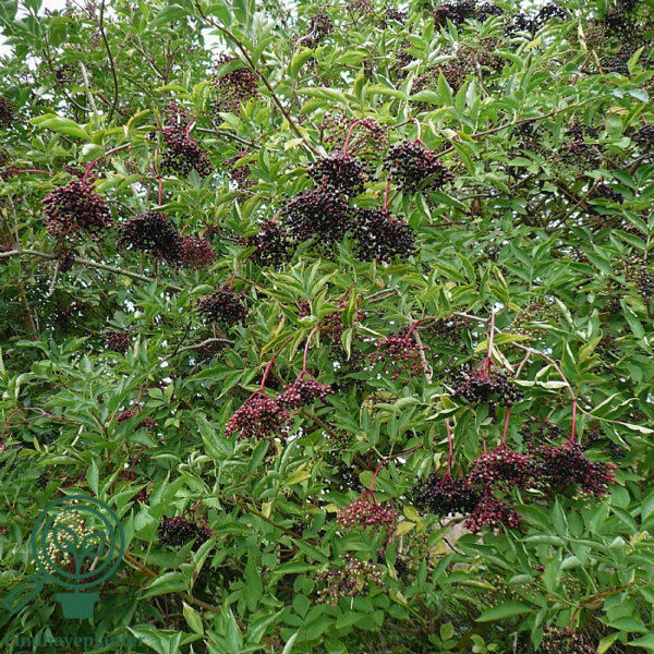 Sambucus nigra, Hyld (barrods)