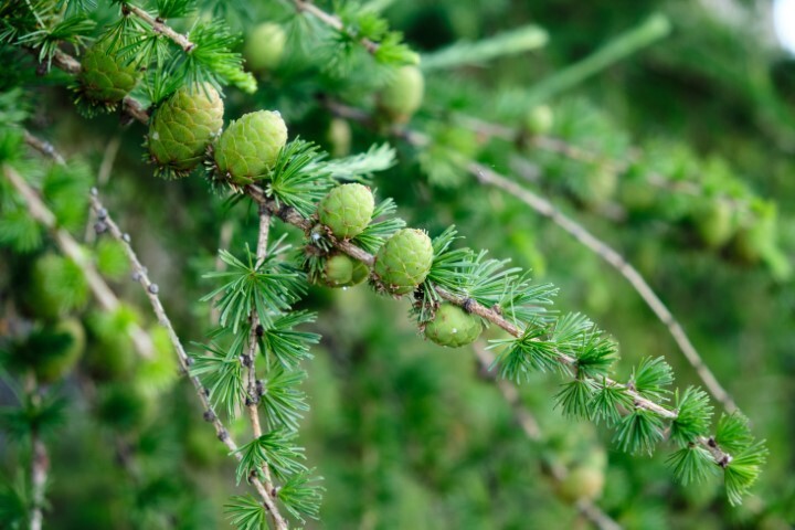 Larix eurolepis, Hybridlærk (barrods)