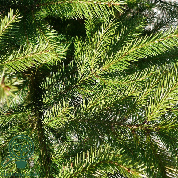 Picea abies, Rødgran (barrods)