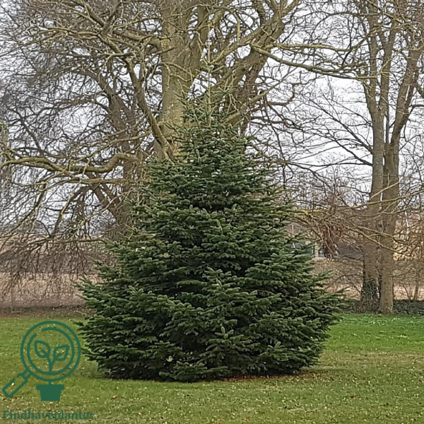 Abies nordmanniana, Nordmannsgran (barrods)