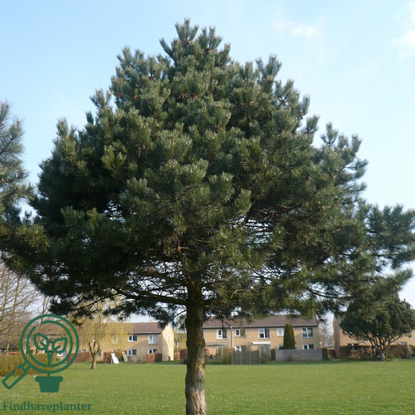 Pinus nigra, Østrisk fyr (barrods)