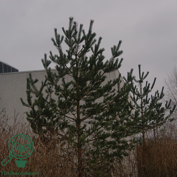 Pinus sylvestris, Skovfyr (barrods)