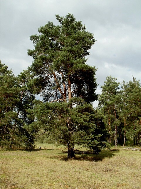 Pinus sylvestris, Skovfyr (barrods)