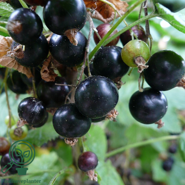 Ribes nigrum 'Titania', Solbær (barrods)