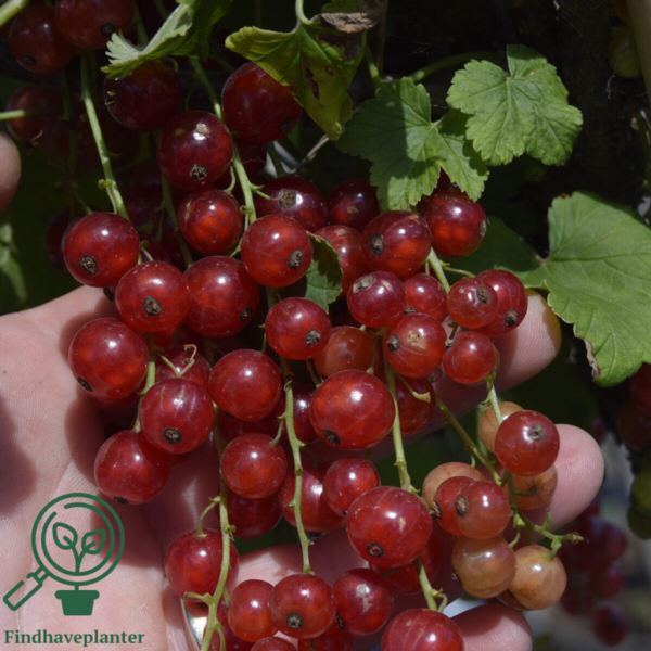 Ribes rubrum 'Jonkheer van Tets', Ribs (barrods)