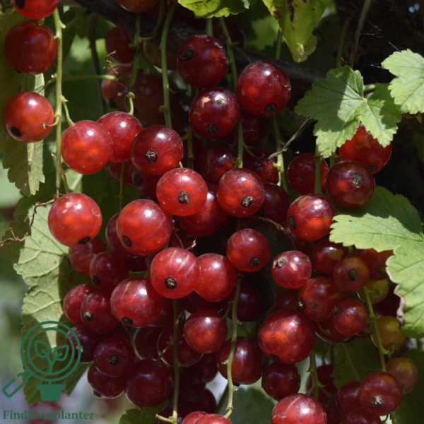 Ribes rubrum 'Jonkheer van Tets', Ribs (barrods)