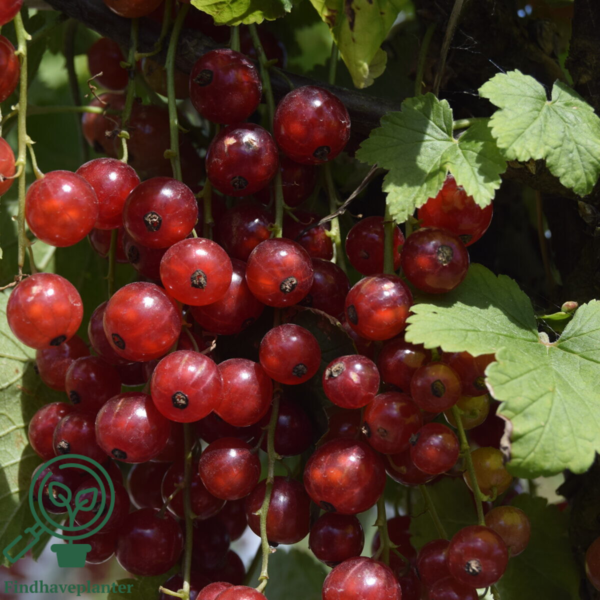 Ribes rubrum 'Jonkheer van Tets', Ribs (barrods)