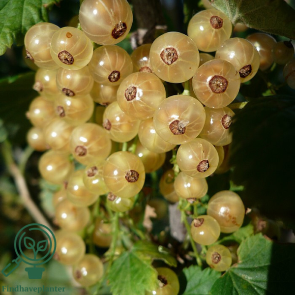 Ribes rubrum 'Hvid Hollandsk', Ribs (barrods)