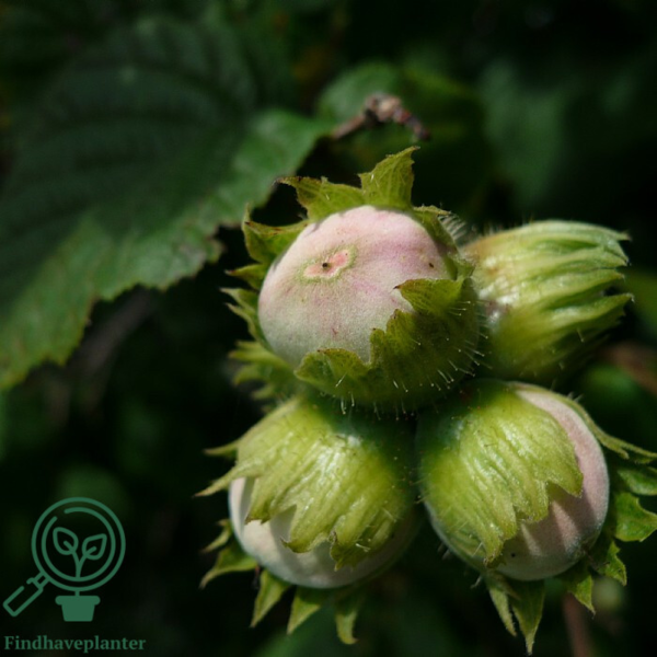 Corylus maxima 'Halleske Kæmpe', Storfrugtet hassel (barrods)