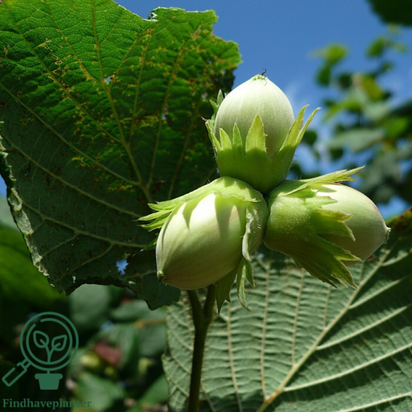 Corylus maxima 'Zellernød', Storfrugtet hassel (barrods)