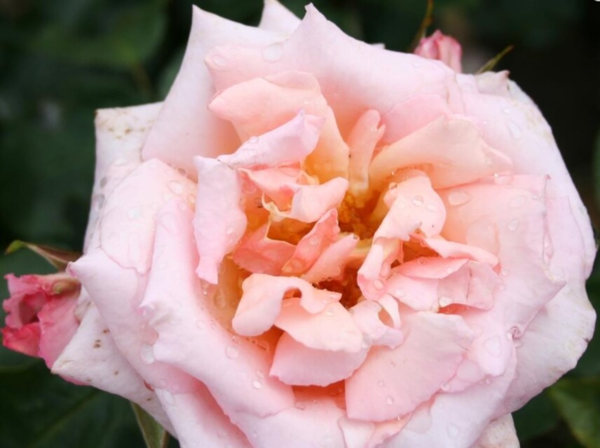 Rosa 'Compassion'