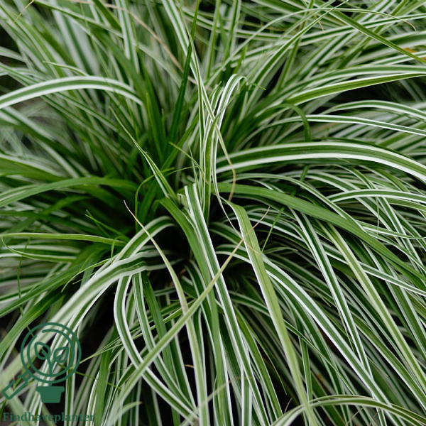 Carex oshimensis 'Everest', Japansk Star