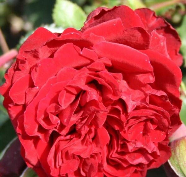 Rosa 'Crazy in Love Red™'