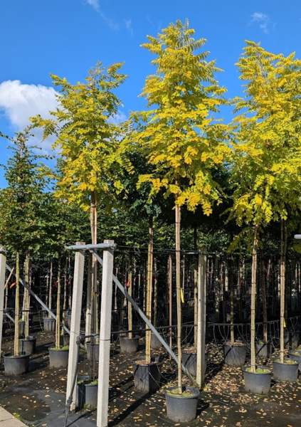 Robinia pseudoacasia 'Frisa', Robinie / Falsk akasie