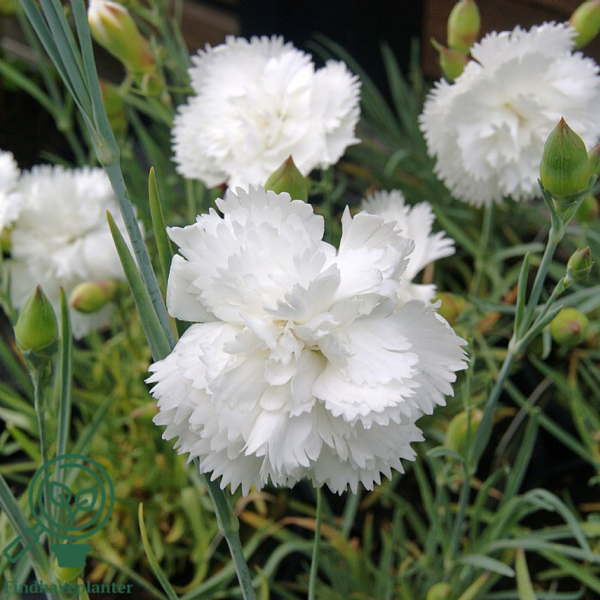 Dianthus plumarius 'Haytor White', Nellike