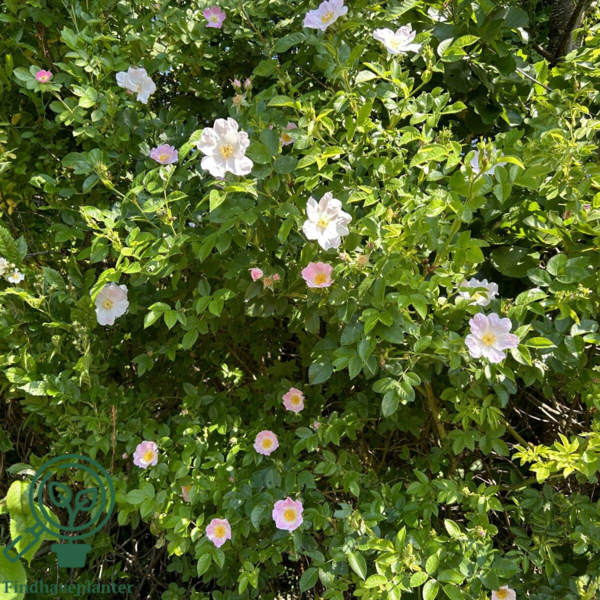 Rosa canina, Hunderose (barrods)
