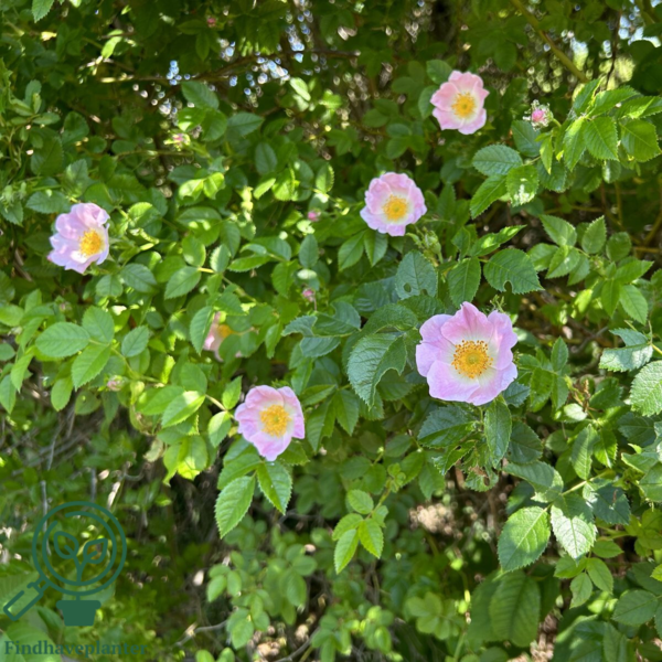 Rosa canina, Hunderose (barrods)