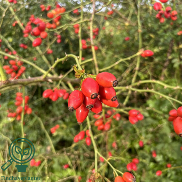 Rosa canina, Hunderose (barrods)