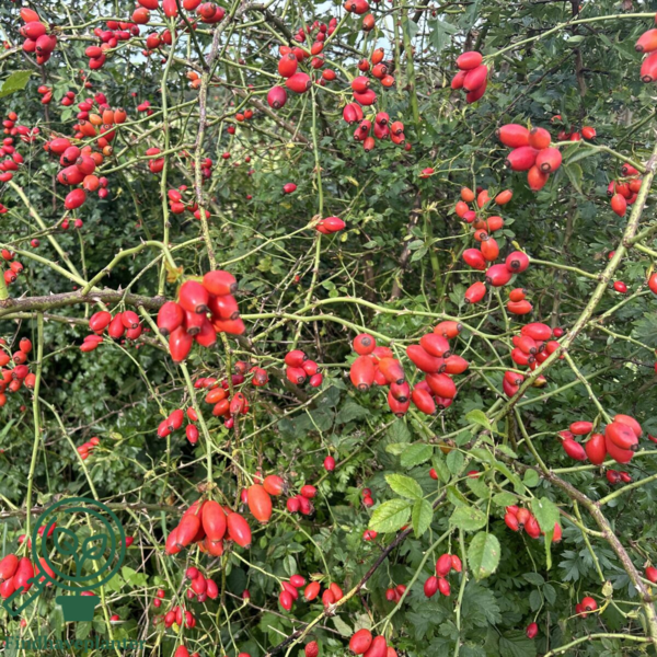 Rosa canina, Hunderose (barrods)