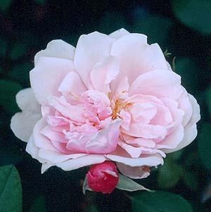 Rosa 'Albertine'