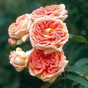 Rosa 'Alchymist'