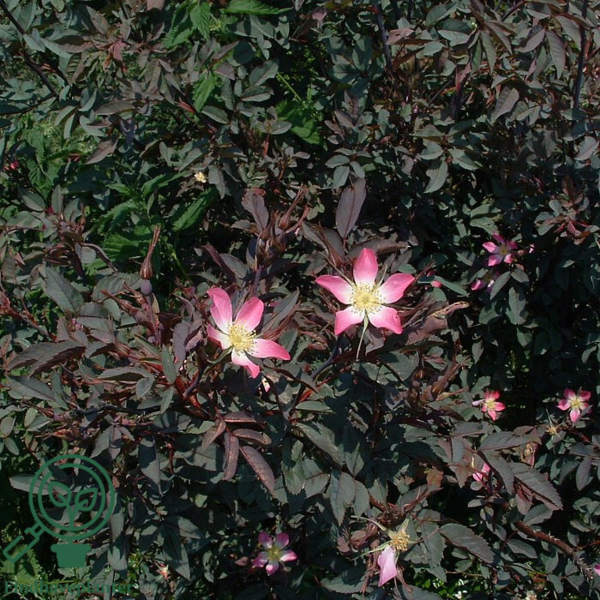 Rosa Glauca, Kobberrose (barrods)