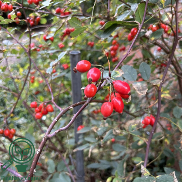 Rosa Glauca, Kobberrose (barrods)