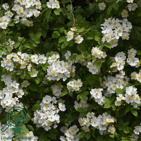 Rosa multiflora, Japansk klaterose (barrods)