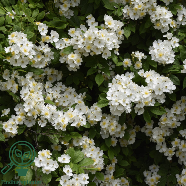 Rosa multiflora, Japansk klaterose (barrods)