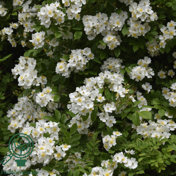 Rosa multiflora, Japansk klaterose (barrods)