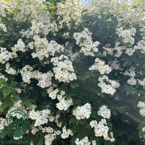 Rosa multiflora, Japansk klaterose (barrods)