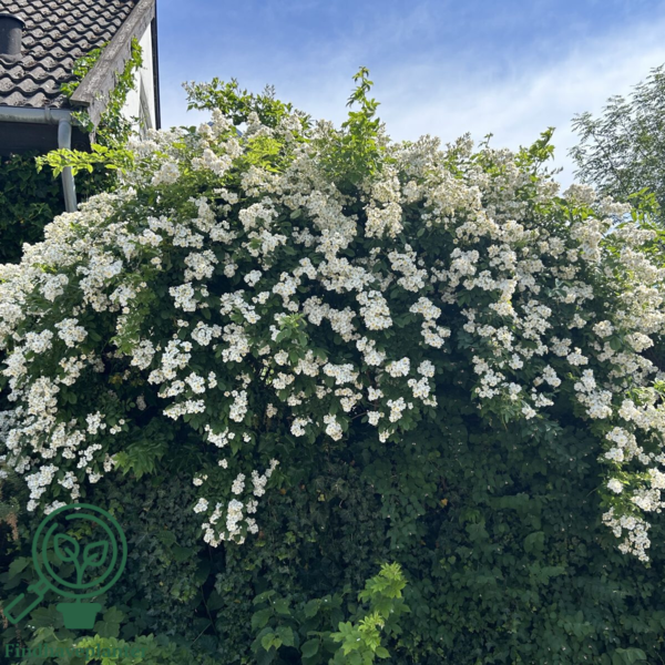 Rosa multiflora, Japansk klaterose (barrods)