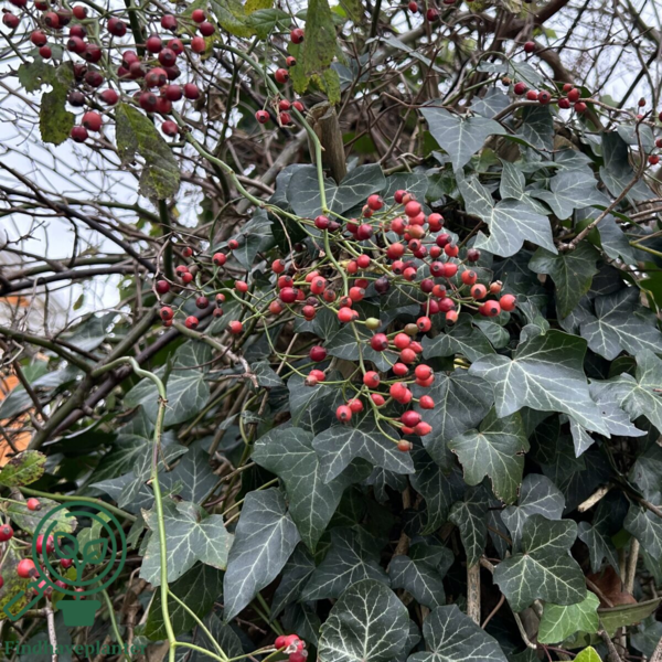 Rosa multiflora, Japansk klaterose (barrods)