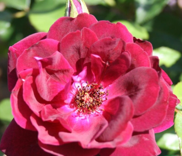 Rosa 'Burgundy Ice'