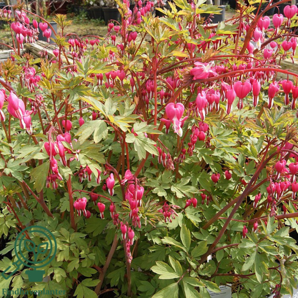 Dicentra spectabilis, Hjerteblomst C0,8