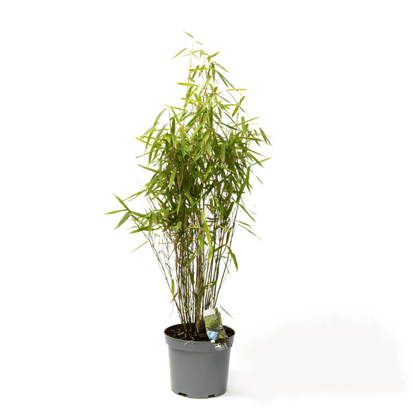 Fargesis murielae 'Jumbo', Gul Bambus