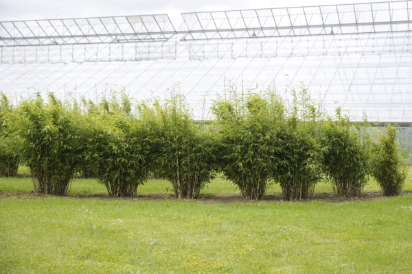 Fargesis murielae 'Jumbo', Gul Bambus