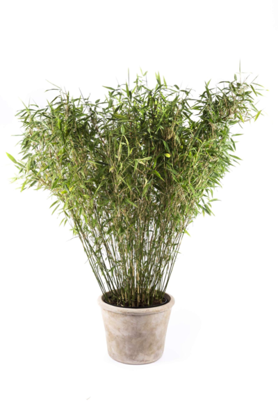 Fargesis murielae 'Jumbo', Gul Bambus