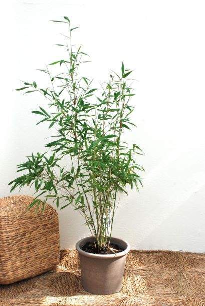 Fargesis murielae 'Jumbo', Gul Bambus