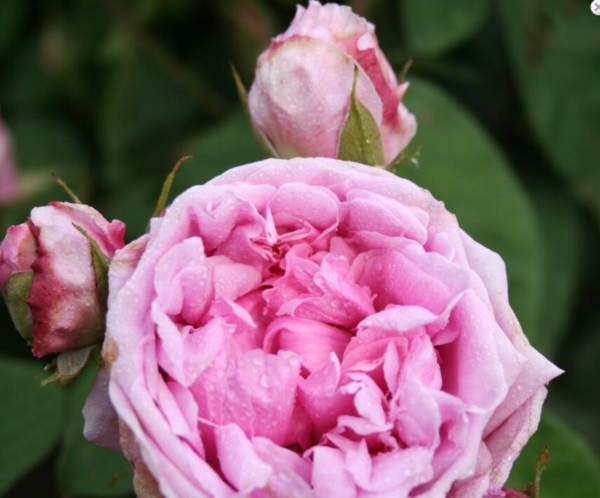 Rosa 'Comte de Chambord'