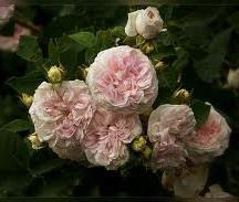 Rosa 'Felicite Parmentier'