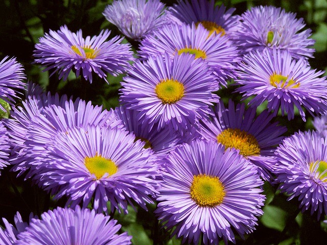 Erigeron speciosus 'Rosa Juwel', Bakkestjerne