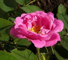 Rosa 'Hurdalsrose'