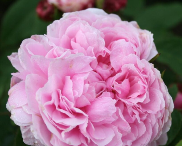 Rosa 'Jacques Cartier'