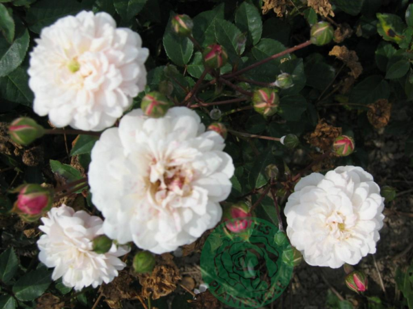 Rosa 'Little White Pet'