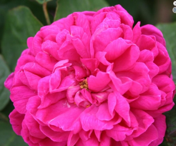 Rosa 'Rose de Rescht'